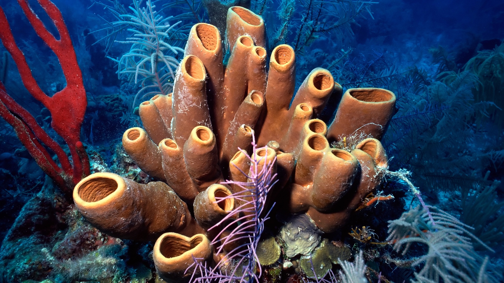 Sea sponges may have been Earth’s first living creatures